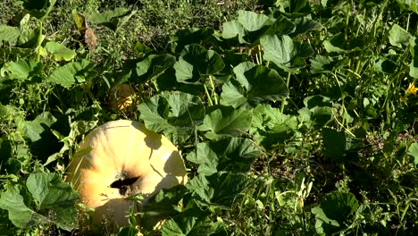 big pumpkin vegetable plant growing in farm plantation. 4k