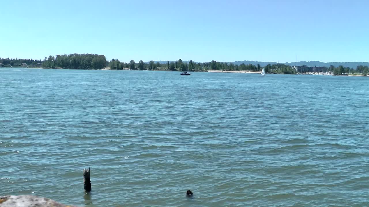 전경과 배경에 있는 다른 자연과 함께 아름다운 화창한 여름날 강물에서 여러 척의 보트가 속도를 내고 항해합니다.