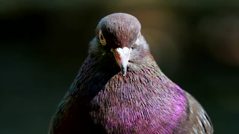 a house pigeon with lilac plumage sits on a fence. the head of a dove close-up. pigeon turns his head and looks around. beautiful bokeh in the background.