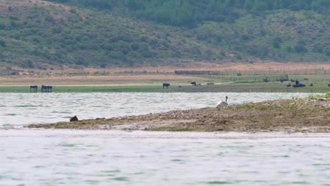 pelicans swimming in blackfoot reservoir in front of cows grazing at waters edge