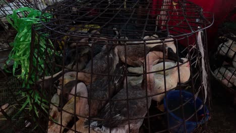 birds confined in a small wire cage