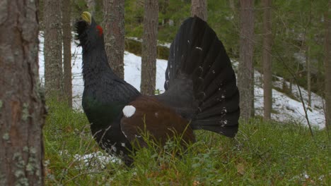 capercaillie tetrao urogallus in forest in overcast day-1