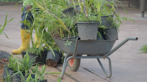 gardener replanting plants in wheelbarrow