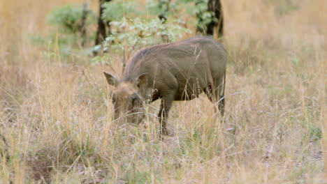warthog looking for food in between the grass and trees in south africa