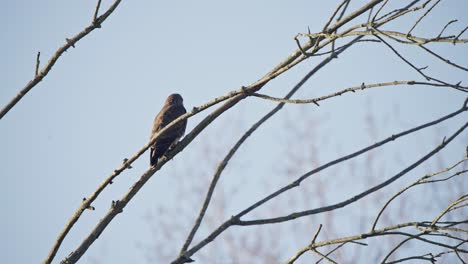 Common-buzzard-bird-of-prey-sitting-perched-on-leafless-tree-branches