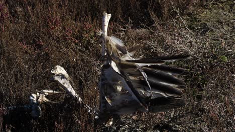 dead bird on the side of the natural park lagoon, bones and feathers, environmental pollution