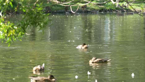 ducks splashing in a pond