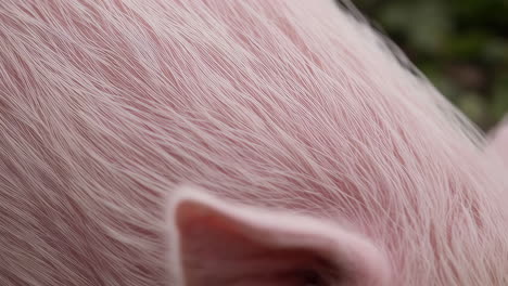 close-up of a pink pig