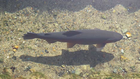 Close-Shot-Of-Unique-Long-Carp-Fish-in-Takayama-Crystal-Clear-Water,-Japan