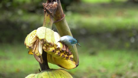 Ein-Niedlicher-Blaugrauer-Tangar,-Der-Verrottende-Bananen-Vom-Ast-Eines-Abgebrochenen-Baums-Frisst