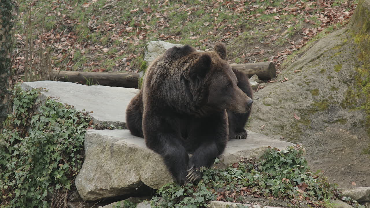산에서 게으른 갈색 곰