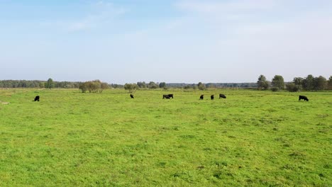 Bisongruppe,-Die-Frei-Auf-Den-Wiesen-Am-Flussufer-Umherwandert,-Vor-Dem-Hintergrund-Von-Bäumen-Und-Wolken