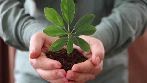 un puñado de tierra con plantas jóvenes