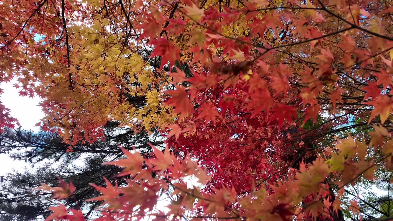 Vibrant japanese maple leaves create a stunning display of autumn colors