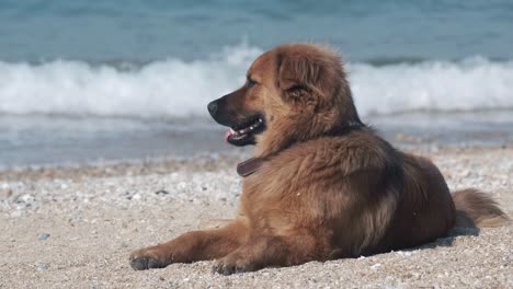 Schöner-Hund,-Der-Am-Strand-Sitzt-Und-Nach-Vorne-Starrt