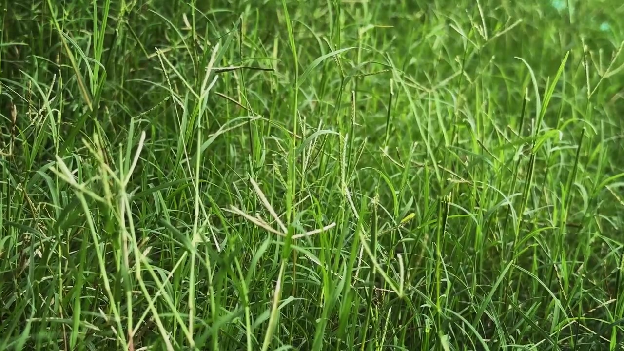 Primo piano di erba Cynodon dactylon che ondeggia dolcemente nella brezza, mostrando fili d'erba verdi e freschi in un lussureggiante paesaggio naturale