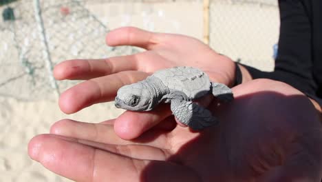 tortuga 00