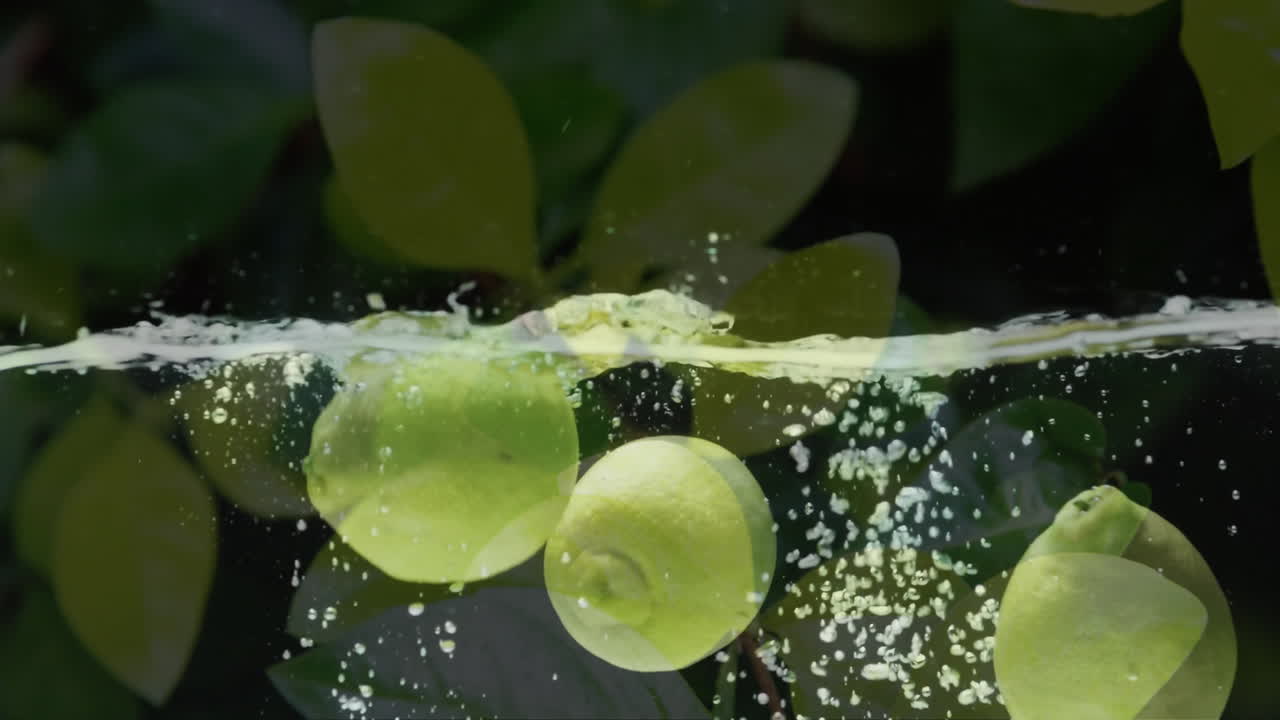 composición de hojas verdes sobre limones flotando en el agua sobre fondo negro