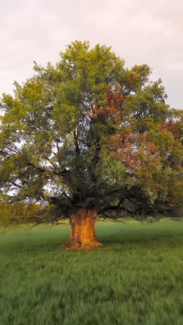 A serene video still of a blossoming tree captured from a low angle, showcasing spring beauty