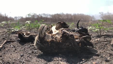 dead capybara carcass after fire in the forest