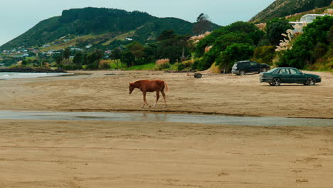 Slow-motion-long-shot-of-a-wild-horse-walking-on-a-beach,-in-Ahipara,-New-Zealand