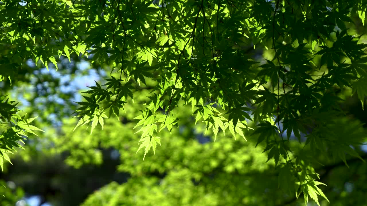 아름다운 초록색 여름 메이플 잎이 바람에 부드럽게 흔들리고 있습니다.