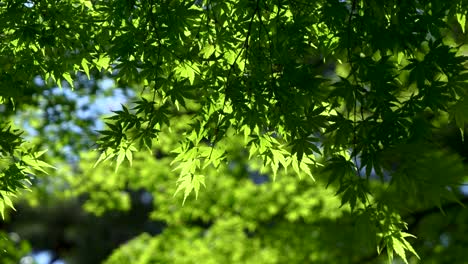 Schönes-Grünes-Sommerahornblatt-Aus-Nächster-Nähe,-Das-Sanft-Im-Wind-Weht