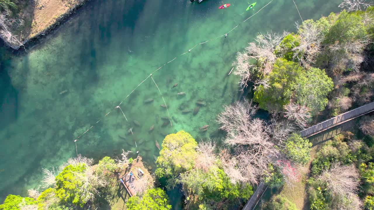 천연 물에서 공중 비행 마나티 양 구역