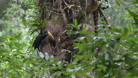 Letting-the-food-come-out-from-its-mouth-to-feed-the-individual-inside-the-burrow,-Oriental-Pied-Hornbill-Anthracoceros-albirostris,-Thailand