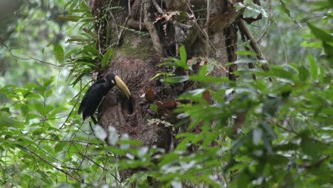 dejando que el alimento salga de su boca para alimentar al individuo dentro de la madriguera, oriental pied hornbill anthracoceros albirostris, tailandia
