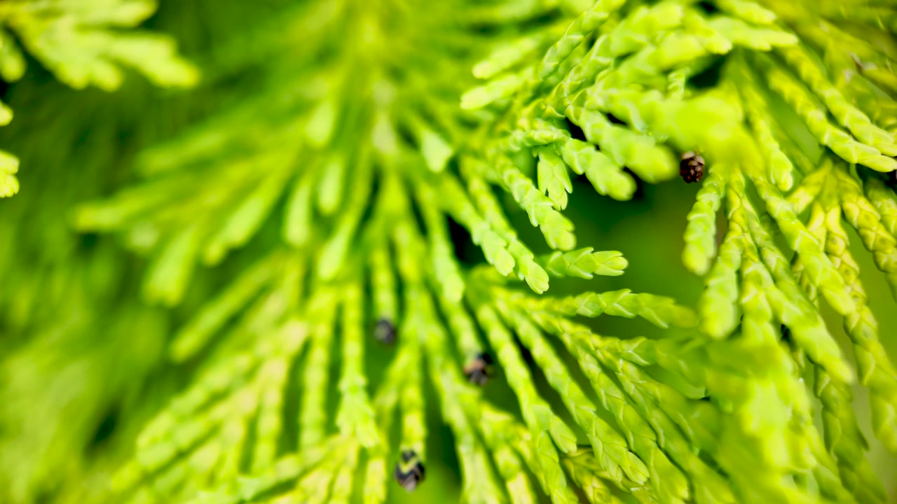 Un primo piano dettagliato cattura il fogliame intricato e di un verde vibrante di una Chamaecyparis Lawsoniana, un bellissimo cipresso di Lawson.
