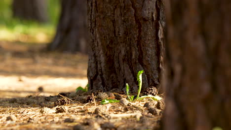 camera slide close to the tree trunk - in the background a lit path with pine cones and clumps of grass - natural forest floor on a sunny day - macro shot