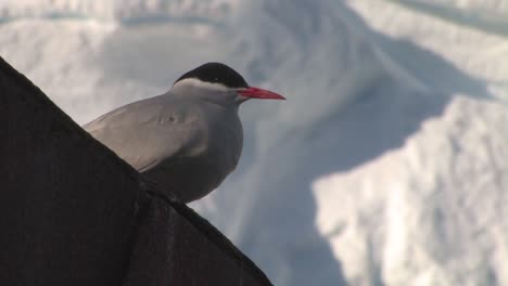 Arctic-Tern-Tern-in-Antarctica