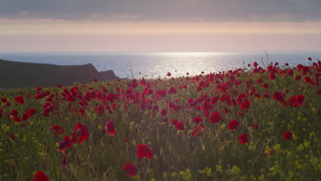 cornish field with wildflower poppy in full bloom at springtime in west pentire, england