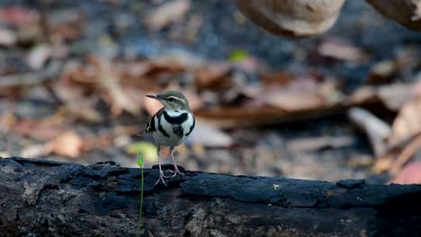 The-Forest-Wagtail-is-a-passerine-bird-foraging-on-branches,-forest-grounds,-tail-wagging-constantly-sideways