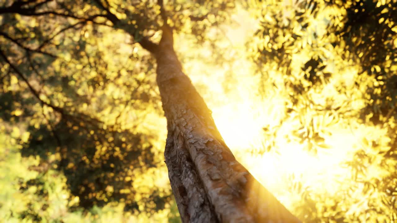 이른 아침 에 안개 가 가득 한 숲