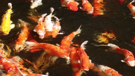 peces koi coloridos nadando en un estanque tranquilo