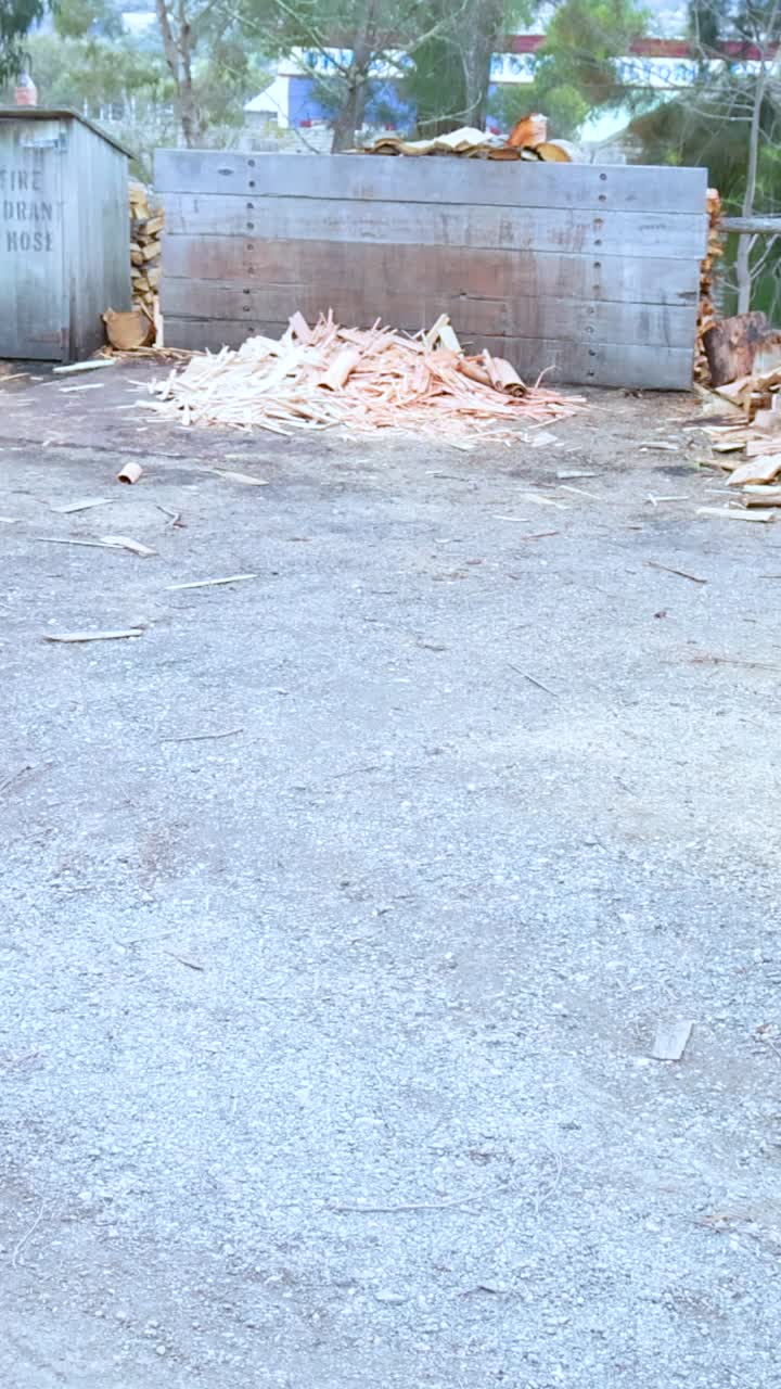 야외 지역에서 나무 어리를 보여주는 일련의 프레임, 주변을 더 많이 드러내는 점진적인 카메라 움직임