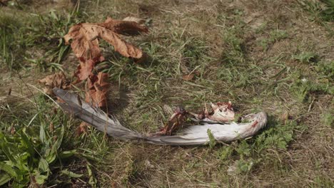 insectos carnívoros, abejas y moscas, comiendo ala de paloma muerta