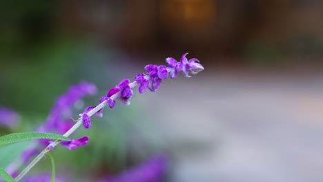 close-up of purple flowers with blurred background