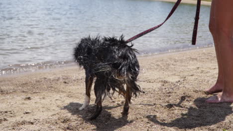 wet australian shepherd dog on leash shakes dry near woman's bare legs