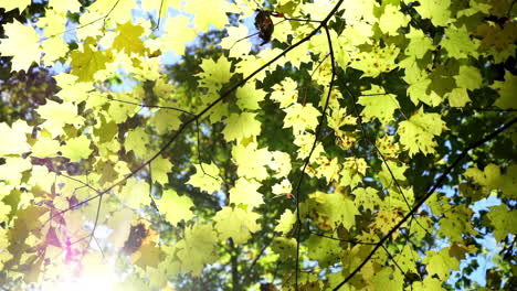 yellow maple leaves backlit by sun rustle in a breeze