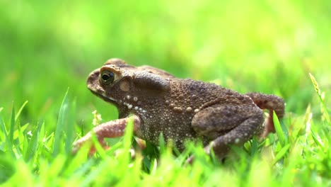 wild asian common toad, duttaphrynus melanostictus vocal sac pulsated as it perched still on lush green grass, waiting patiently for the opportunity to strike at the housefly flying around it