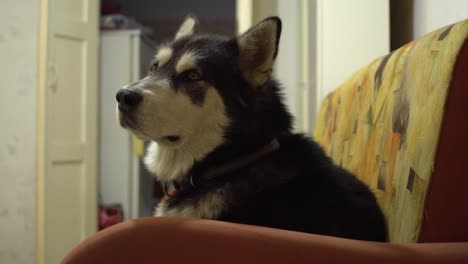 woman gives delicious to her alaskan malamute dog