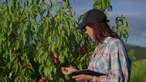 woman inspecting peach trees in an orchard