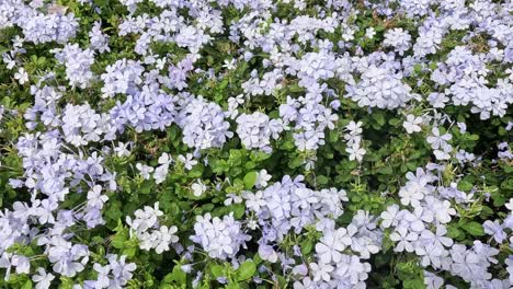 una vista de cerca de las flores balanceándose suavemente.