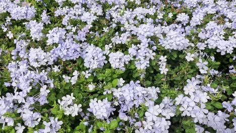 a close-up view of flowers swaying gently.