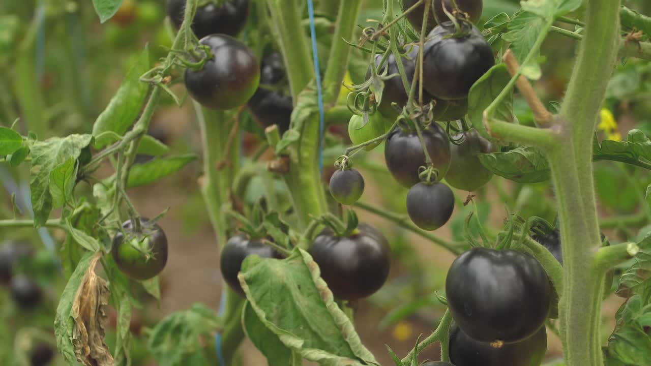 종에 따라 다른 색상의 토마토-13