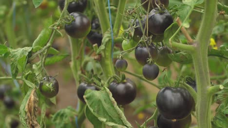 tomates en diferentes colores con diferentes especies-13