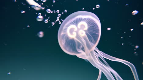 translucent jellyfish with bioluminescent glow underwater